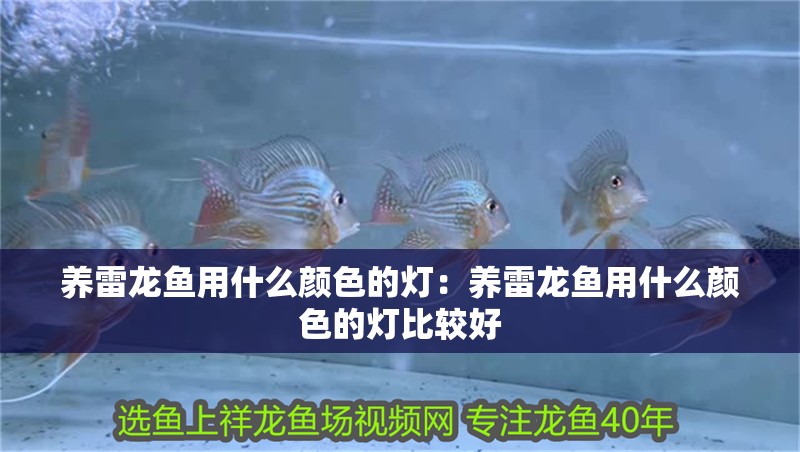養(yǎng)雷龍魚(yú)用什么顏色的燈：養(yǎng)雷龍魚(yú)用什么顏色的燈比較好