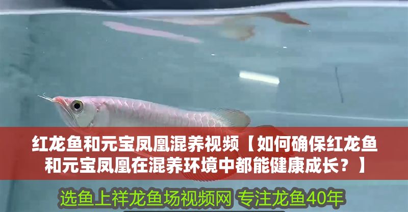 紅龍魚和元寶鳳凰混養視頻【如何確保紅龍魚和元寶鳳凰在混養環境中都能健康成長？】