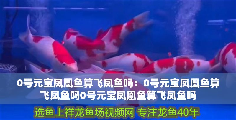 0號元寶鳳凰魚算飛鳳魚嗎：0號元寶鳳凰魚算飛鳳魚嗎0號元寶鳳凰魚算飛鳳魚嗎