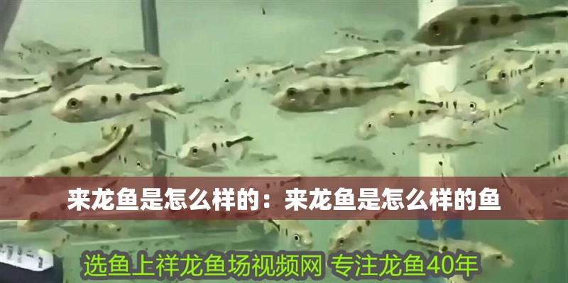 來龍魚是怎么樣的：來龍魚是怎么樣的魚