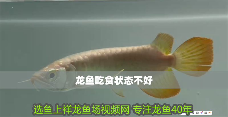 龍魚吃食狀態(tài)不好