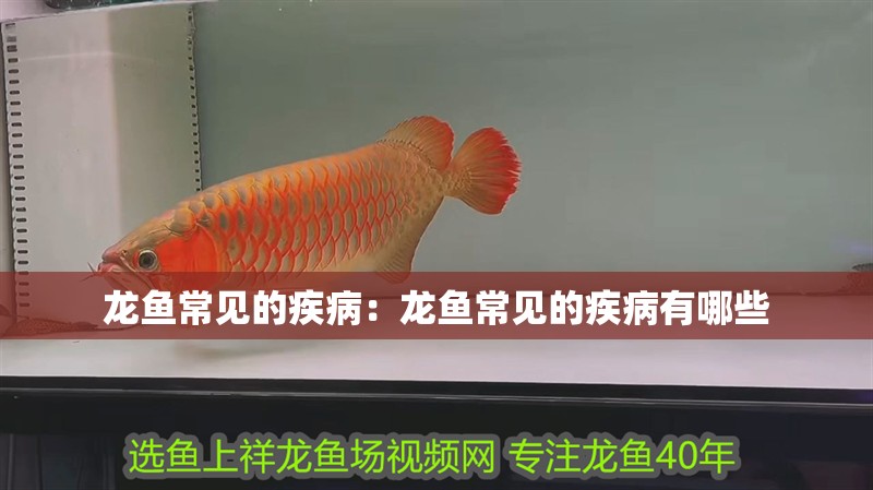 龍魚常見的疾病：龍魚常見的疾病有哪些