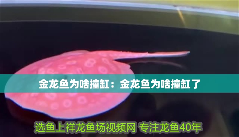 金龍魚為啥撞缸：金龍魚為啥撞缸了