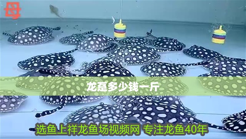 龍躉多少錢一斤