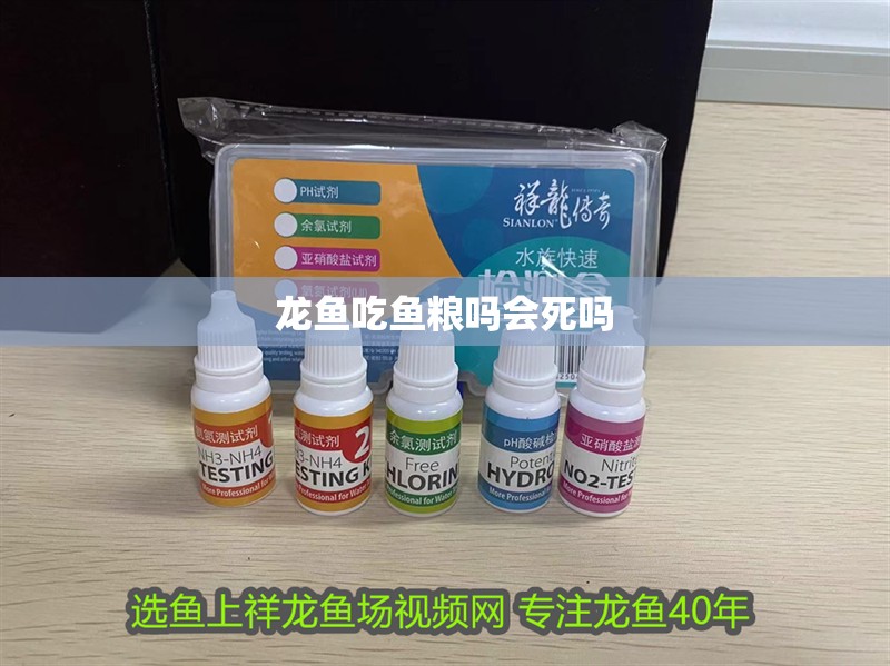 龍魚吃魚糧嗎會(huì)死嗎