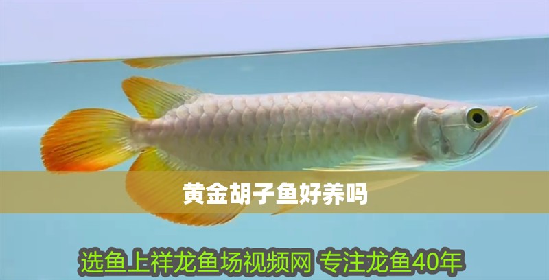 黃金胡子魚好養(yǎng)嗎