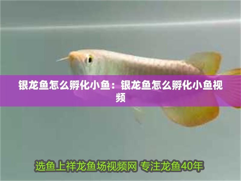 銀龍魚怎么孵化小魚：銀龍魚怎么孵化小魚視頻