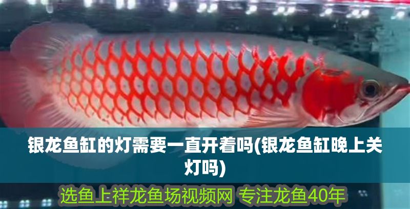 銀龍魚缸的燈需要一直開著嗎(銀龍魚缸晚上關燈嗎) 銀龍魚缸的燈需要一直開著嗎(銀龍魚缸晚上關燈嗎) 銀龍魚百科 第1張