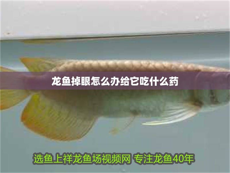 龍魚掉眼怎么辦給它吃什么藥