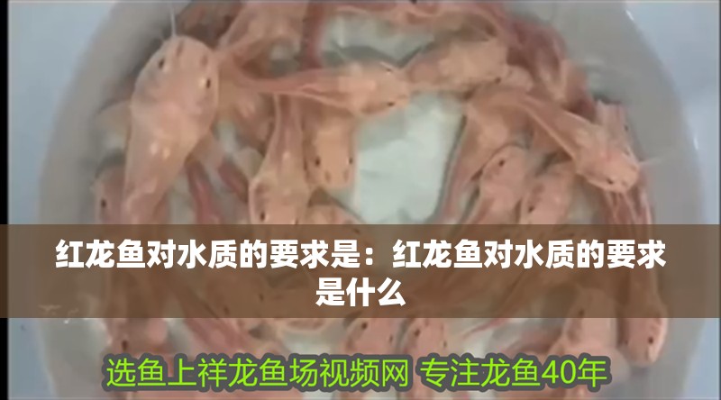 紅龍魚對水質(zhì)的要求是：紅龍魚對水質(zhì)的要求是什么