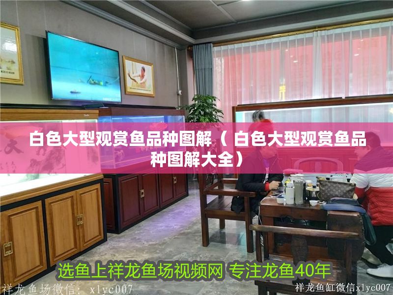白色大型觀賞魚品種圖解（ 白色大型觀賞魚品種圖解大全）