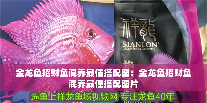 金龍魚招財魚混養最佳搭配圖：金龍魚招財魚混養最佳搭配圖片