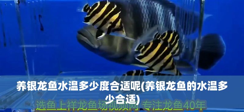 養(yǎng)銀龍魚(yú)水溫多少度合適呢(養(yǎng)銀龍魚(yú)的水溫多少合適)