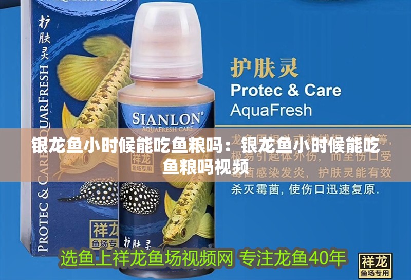銀龍魚(yú)小時(shí)候能吃魚(yú)糧嗎：銀龍魚(yú)小時(shí)候能吃魚(yú)糧嗎視頻
