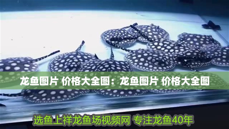 龍魚圖片 價(jià)格大全圖：龍魚圖片 價(jià)格大全圖