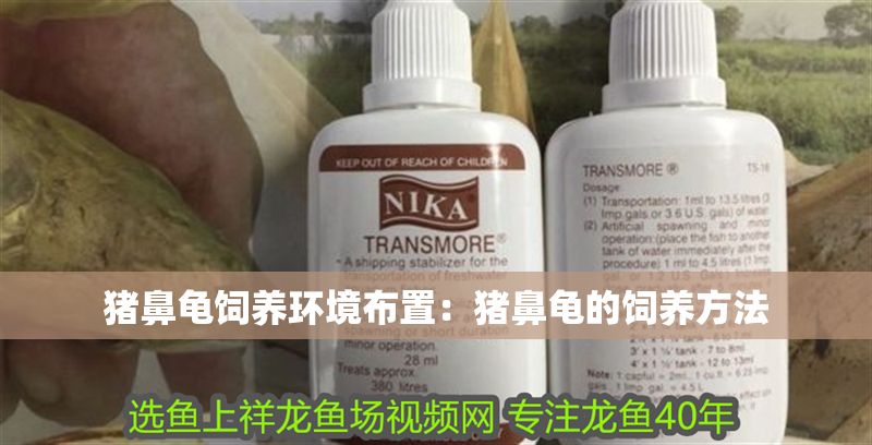 豬鼻龜飼養(yǎng)環(huán)境布置:豬鼻龜?shù)娘曫B(yǎng)方法 豬鼻龜百科 第1張 豬鼻龜飼養(yǎng)環(huán)境布置:豬鼻龜?shù)娘曫B(yǎng)方法 豬鼻龜飼養(yǎng)環(huán)境布置:豬鼻龜?shù)娘曫B(yǎng)方法 豬鼻龜百科 第1張