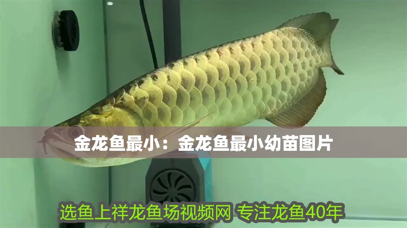 金龍魚最小：金龍魚最小幼苗圖片 金龍魚最小：金龍魚最小幼苗圖片 水族問答