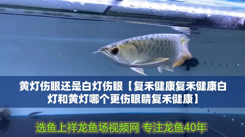 黃燈傷眼還是白燈傷眼【復(fù)禾健康復(fù)禾健康白燈和黃燈哪個更傷眼睛復(fù)禾健康】 黃燈傷眼還是白燈傷眼【復(fù)禾健康復(fù)禾健康白燈和黃燈哪個更傷眼睛復(fù)禾健康】 龍魚論壇