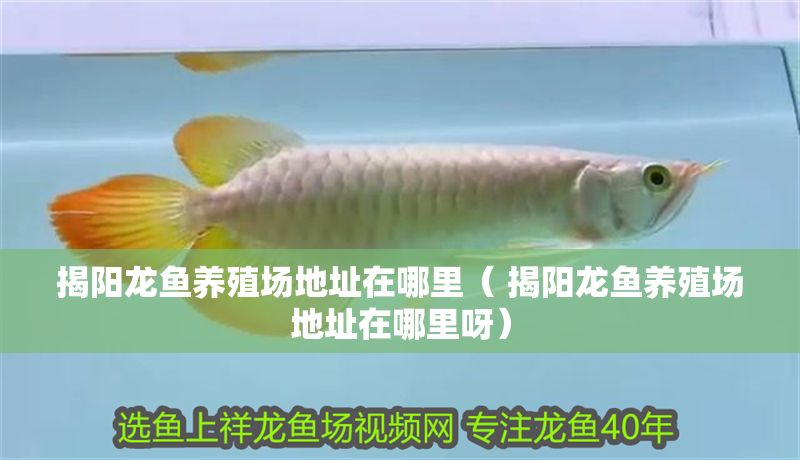 揭陽龍魚養(yǎng)殖場地址在哪里（ 揭陽龍魚養(yǎng)殖場地址在哪里呀）