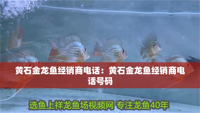 黃石金龍魚經(jīng)銷商電話：黃石金龍魚經(jīng)銷商電話號(hào)碼