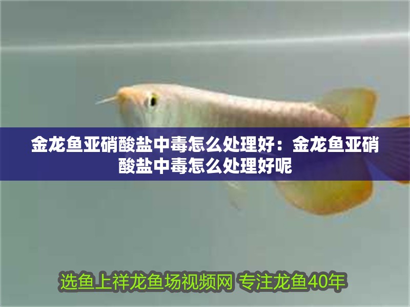 金龍魚亞硝酸鹽中毒怎么處理好：金龍魚亞硝酸鹽中毒怎么處理好呢