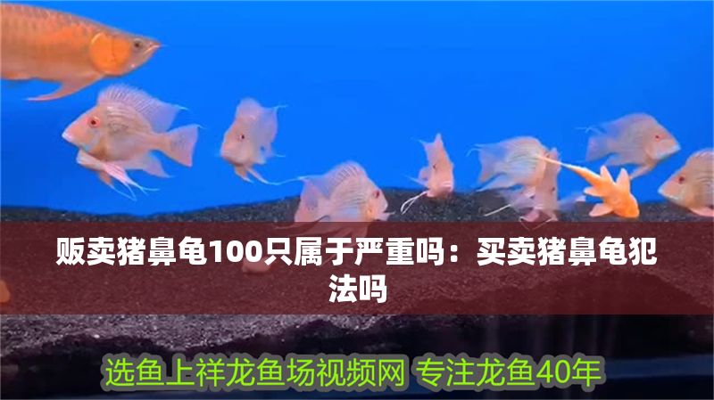 販賣豬鼻龜100只屬于嚴(yán)重嗎:買賣豬鼻龜犯法嗎 豬鼻龜百科 第1張 販賣豬鼻龜100只屬于嚴(yán)重嗎:買賣豬鼻龜犯法嗎 販賣豬鼻龜100只屬于嚴(yán)重嗎:買賣豬鼻龜犯法嗎 豬鼻龜百科 第1張