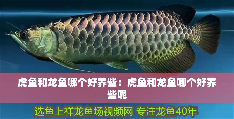 虎魚和龍魚哪個好養(yǎng)些：虎魚和龍魚哪個好養(yǎng)些呢