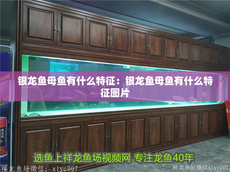 銀龍魚(yú)母魚(yú)有什么特征：銀龍魚(yú)母魚(yú)有什么特征圖片