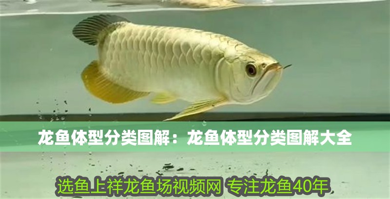 龍魚體型分類圖解：龍魚體型分類圖解大全
