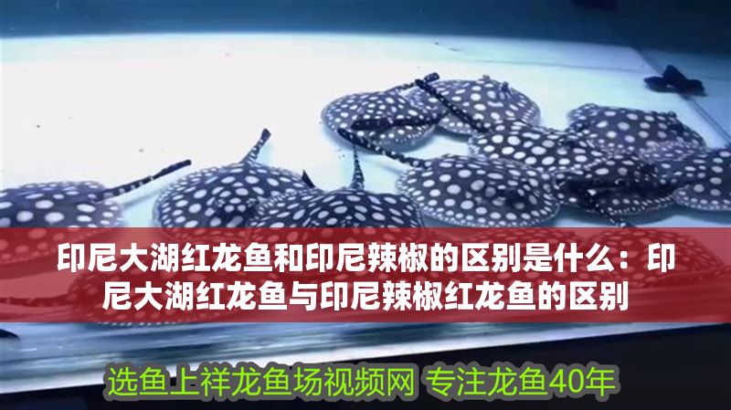 印尼大湖紅龍魚和印尼辣椒的區別是什么：印尼大湖紅龍魚與印尼辣椒紅龍魚的區別 印尼大湖紅龍魚和印尼辣椒的區別是什么：印尼大湖紅龍魚與印尼辣椒紅龍魚的區別 大湖紅龍魚百科 第1張