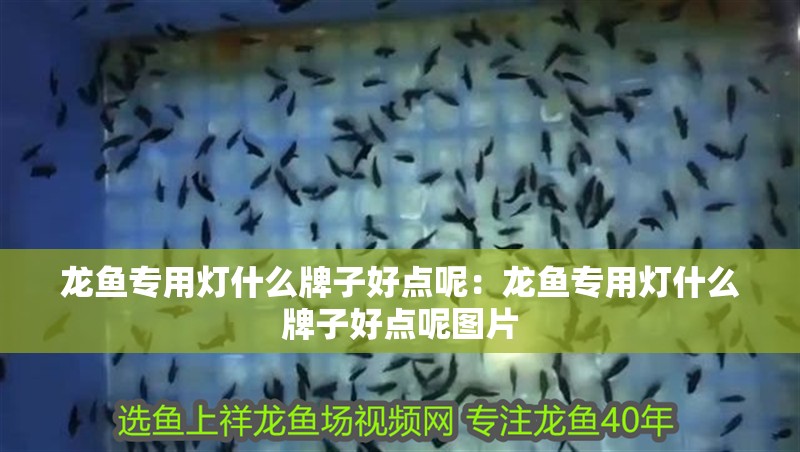 龍魚專用燈什么牌子好點呢：龍魚專用燈什么牌子好點呢圖片