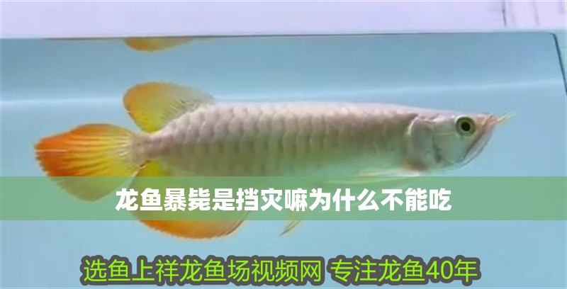龍魚暴斃是擋災(zāi)嘛為什么不能吃 龍魚暴斃是擋災(zāi)嘛為什么不能吃 龍魚百科 第2張