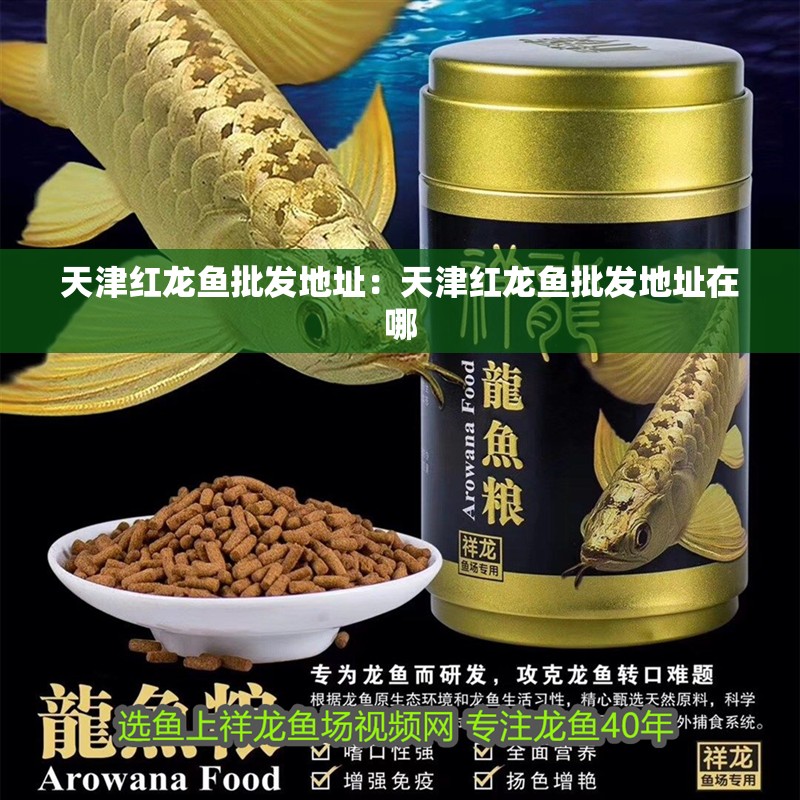 天津紅龍魚批發地址：天津紅龍魚批發地址在哪