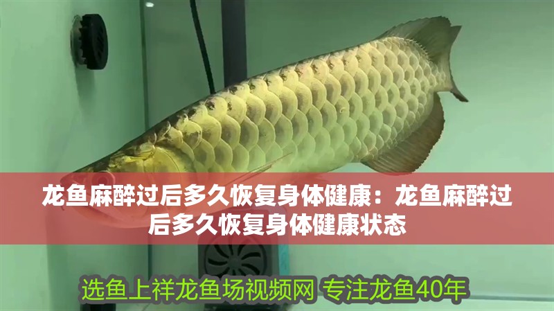 龍魚麻醉過后多久恢復(fù)身體健康：龍魚麻醉過后多久恢復(fù)身體健康狀態(tài) 龍魚麻醉過后多久恢復(fù)身體健康：龍魚麻醉過后多久恢復(fù)身體健康狀態(tài) 水族問答