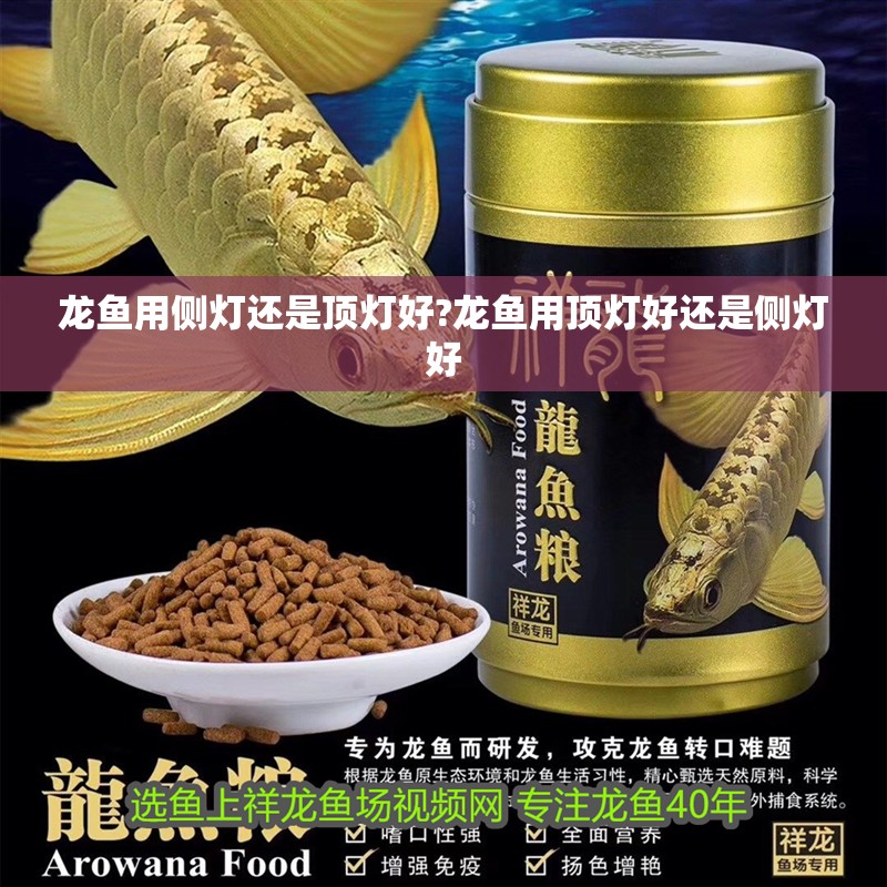 龍魚(yú)用側(cè)燈還是頂燈好?龍魚(yú)用頂燈好還是側(cè)燈好
