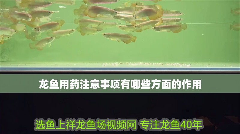 龍魚用藥注意事項有哪些方面的作用