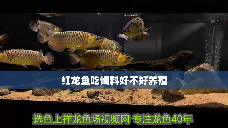 紅龍魚吃飼料好不好養(yǎng)殖