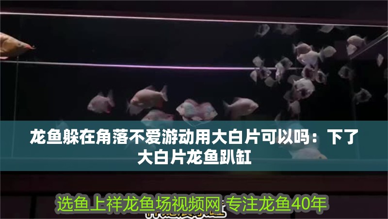 龍魚躲在角落不愛游動用大白片可以嗎：下了大白片龍魚趴缸