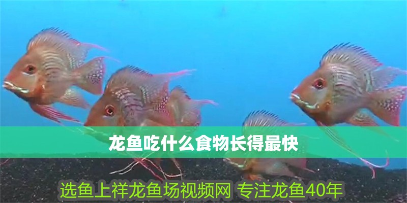 龍魚吃什么食物長得最快 龍魚吃什么食物長得最快 龍魚百科 第2張
