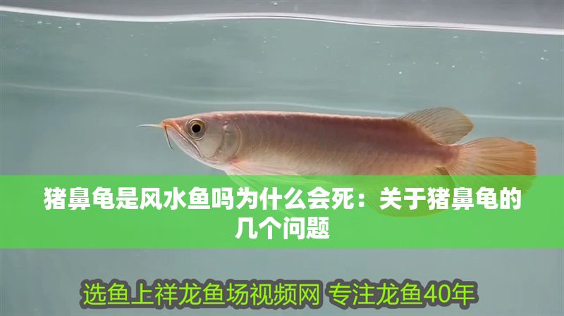 豬鼻龜是風水魚嗎為什么會死：關于豬鼻龜的幾個問題 豬鼻龜是風水魚嗎為什么會死：關于豬鼻龜的幾個問題 豬鼻龜百科 第1張