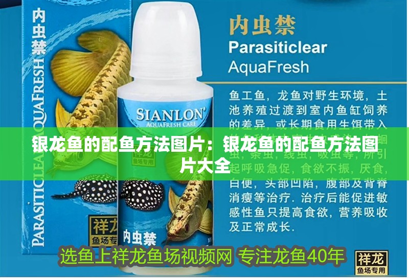 銀龍魚的配魚方法圖片：銀龍魚的配魚方法圖片大全 銀龍魚的配魚方法圖片：銀龍魚的配魚方法圖片大全 水族問答