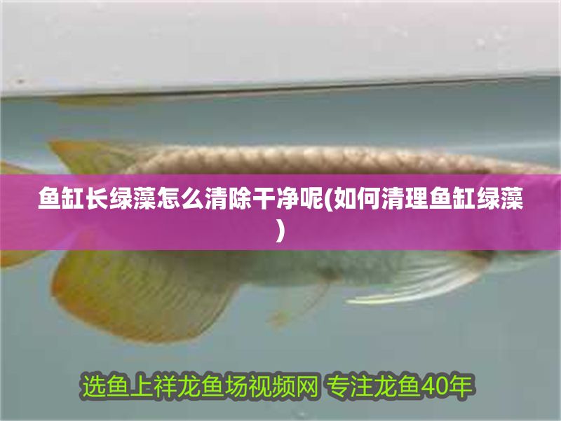 魚缸長綠藻怎么清除干凈呢(如何清理魚缸綠藻) 黃金貓魚百科 第1張 魚缸長綠藻怎么清除干凈呢(如何清理魚缸綠藻) 魚缸長綠藻怎么清除干凈呢(如何清理魚缸綠藻) 黃金貓魚百科 第1張