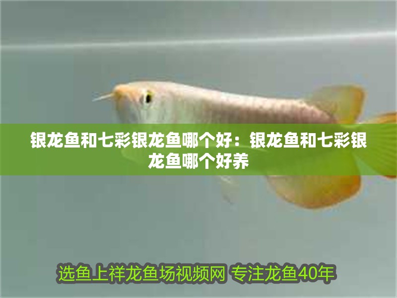 銀龍魚和七彩銀龍魚哪個好：銀龍魚和七彩銀龍魚哪個好養 銀龍魚和七彩銀龍魚哪個好：銀龍魚和七彩銀龍魚哪個好養 水族問答