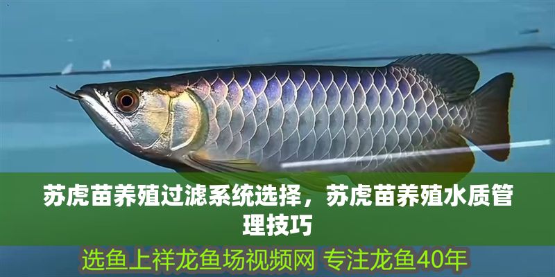蘇虎苗養殖過濾系統選擇，蘇虎苗養殖水質管理技巧