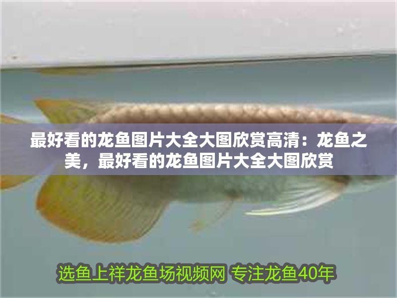 最好看的龍魚圖片大全大圖欣賞高清：龍魚之美，最好看的龍魚圖片大全大圖欣賞