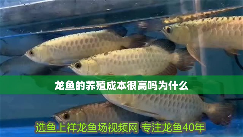 龍魚的養(yǎng)殖成本很高嗎為什么