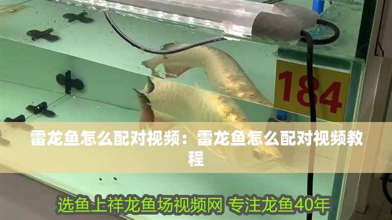 雷龍魚怎么配對視頻：雷龍魚怎么配對視頻教程