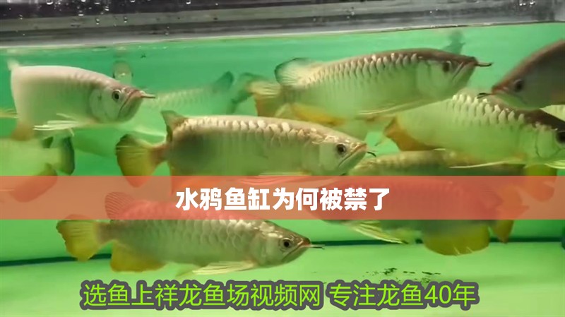 水鴉魚缸為何被禁了