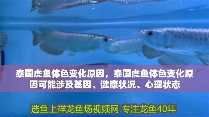泰國虎魚體色變化原因，泰國虎魚體色變化原因可能涉及基因、健康狀況、心理狀態 泰國虎魚體色變化原因，泰國虎魚體色變化原因可能涉及基因、健康狀況、心理狀態 虎魚百科 第2張