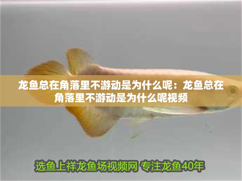 龍魚總在角落里不游動(dòng)是為什么呢：龍魚總在角落里不游動(dòng)是為什么呢視頻 龍魚總在角落里不游動(dòng)是為什么呢：龍魚總在角落里不游動(dòng)是為什么呢視頻 水族問答
